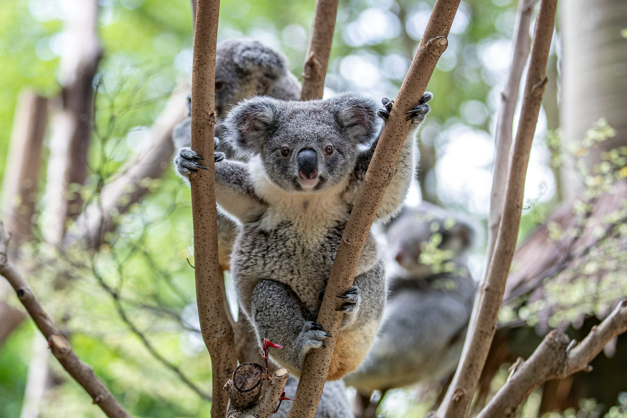 我国首个获批引进考拉的动物园已成功繁育考拉家族第七代