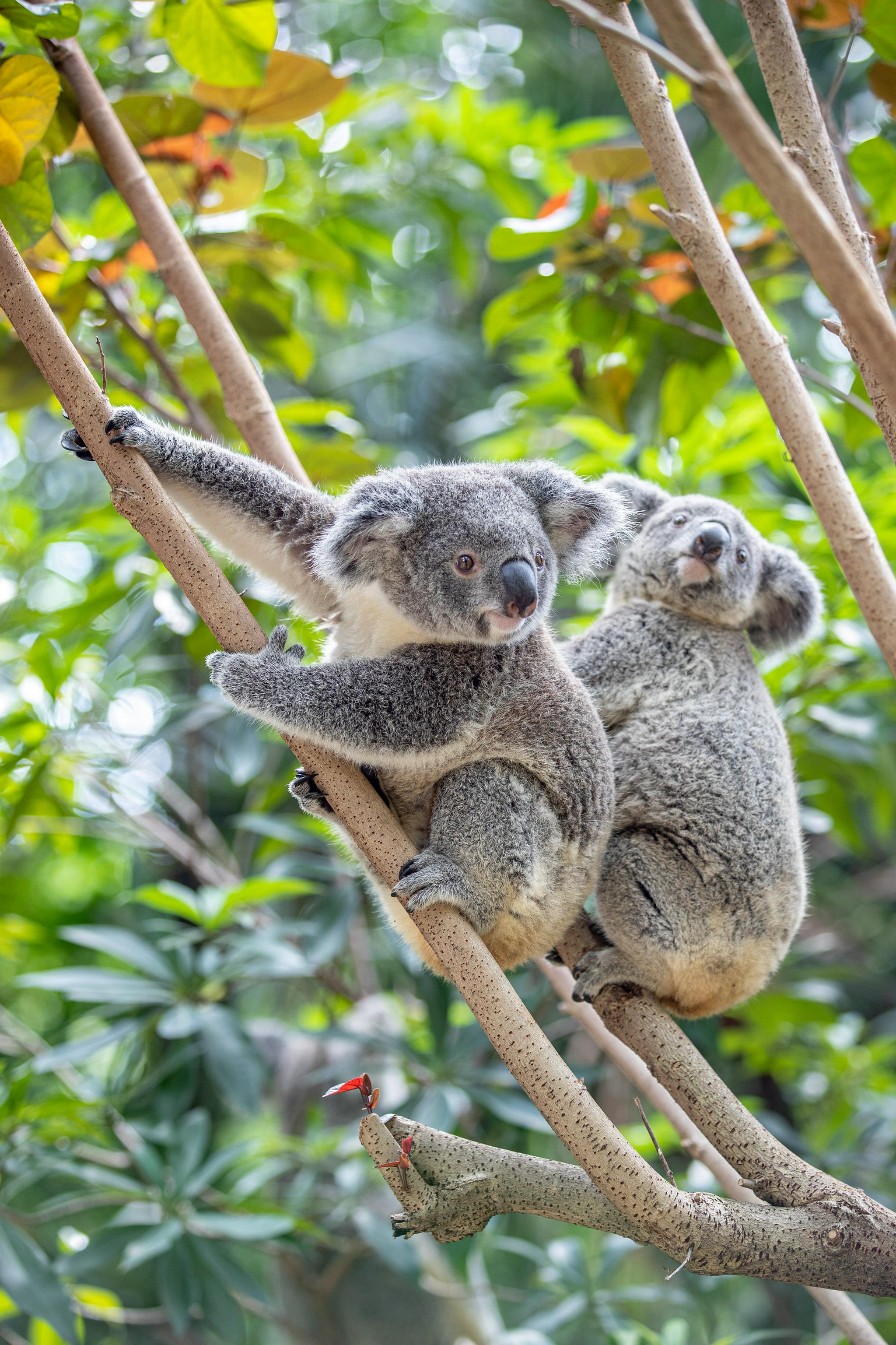 我国首个获批引进考拉的动物园已成功繁育考拉家族第七代