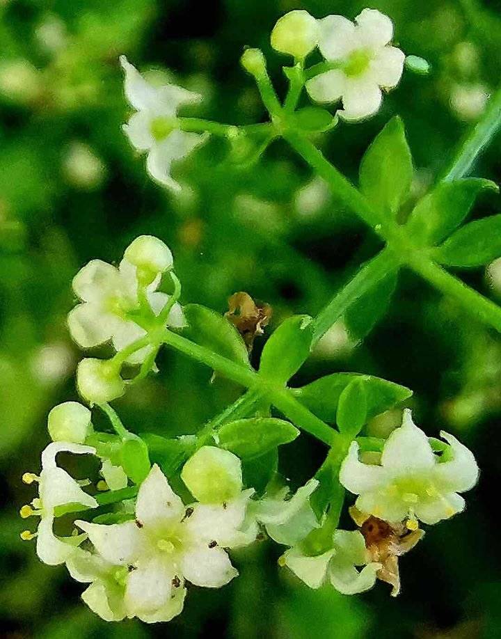茜草花开秋曰长 茜草 花开 花园 新浪新闻
