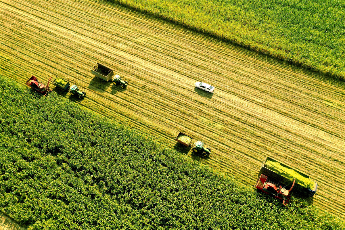 北大荒农垦集团红兴隆分公司江川农场丰收景象.