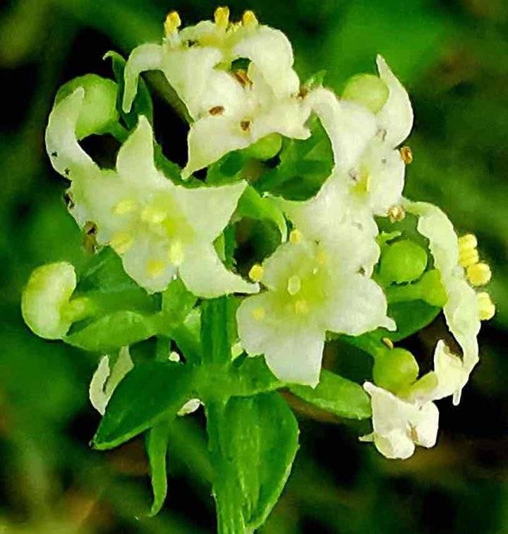 茜草花开秋曰长 茜草 花开 花园 新浪新闻
