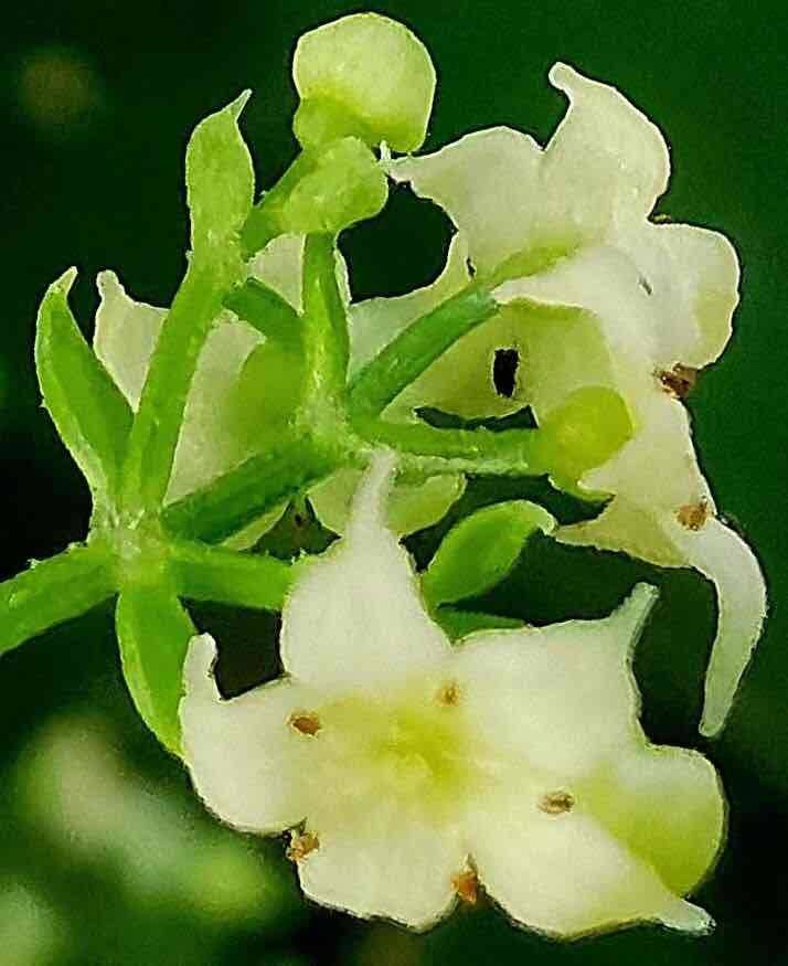 茜草花开秋曰长 茜草 花开 花园 新浪新闻