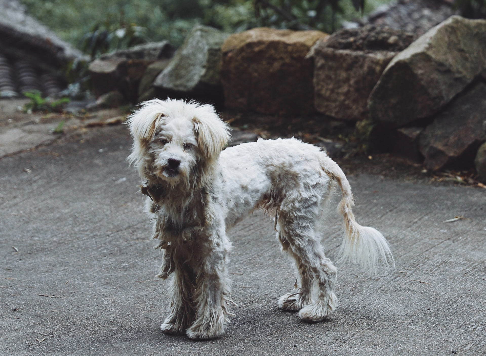 宠物狗|流浪狗|野狗_新浪新闻