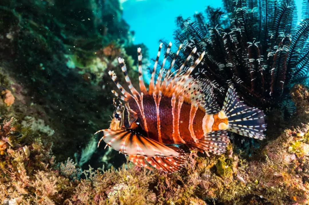 分界洲岛海底的秘密，藏不住了！休闲区蓝鸢梦想 - Www.slyday.coM