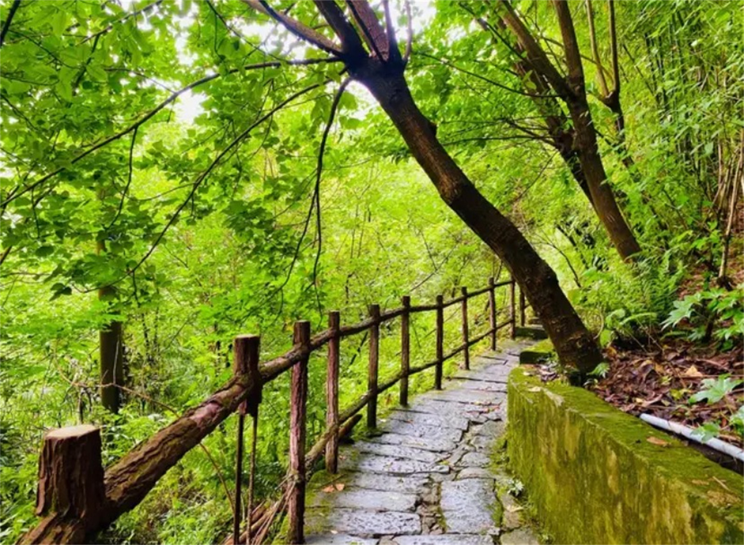 重庆徒步攻略穿越800年黄葛古道领略山城丝绸之路