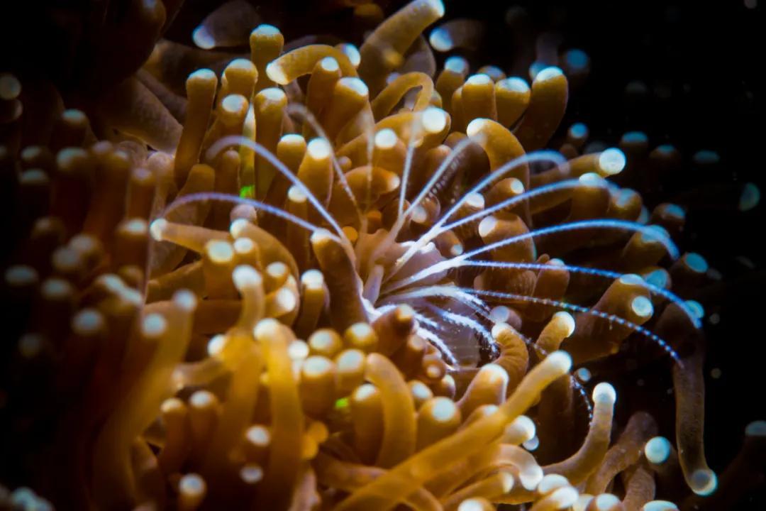 分界洲岛海底的秘密，藏不住了！休闲区蓝鸢梦想 - Www.slyday.coM