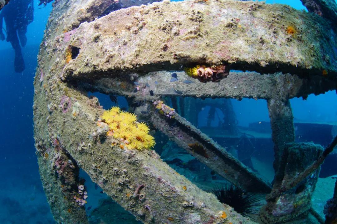 分界洲岛海底的秘密，藏不住了！休闲区蓝鸢梦想 - Www.slyday.coM