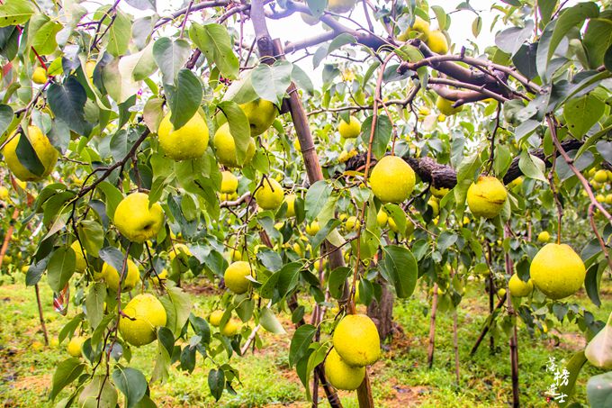 河北赵县雪花梨丰收季这里是中国雪花梨之乡网友好美味