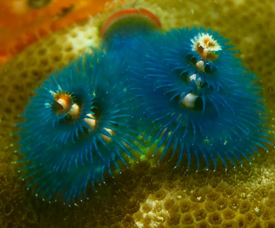 分界洲岛海底的秘密，藏不住了！休闲区蓝鸢梦想 - Www.slyday.coM