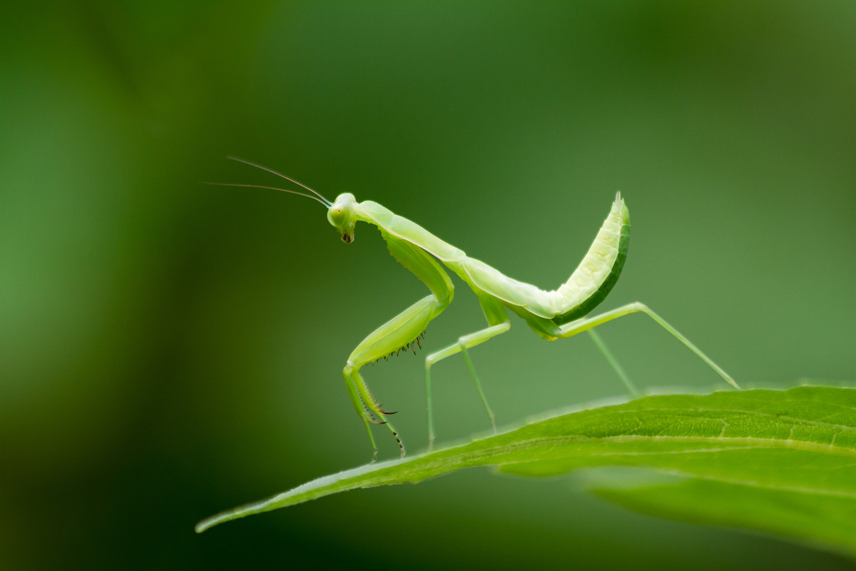 螳螂|昆虫|蟋蟀_新浪新闻