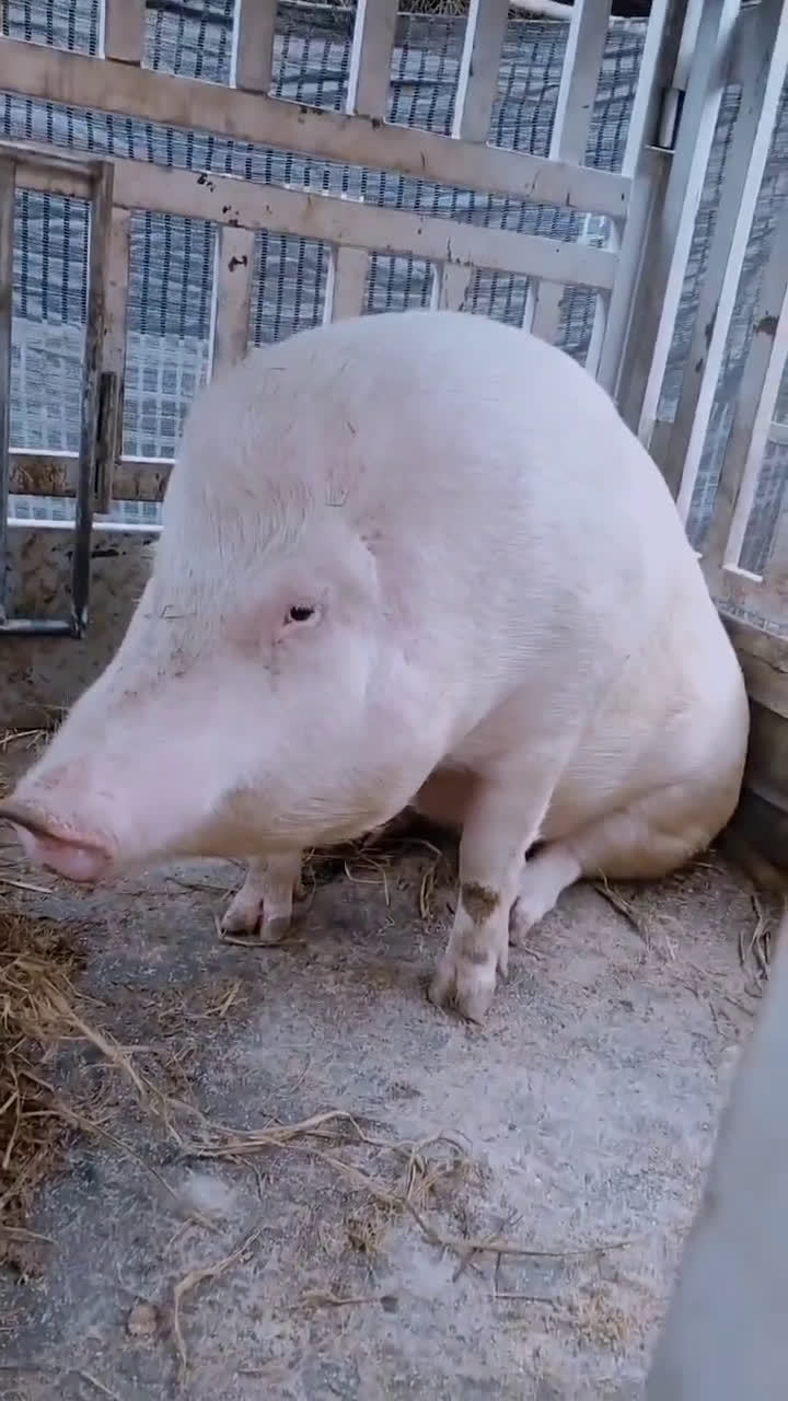 这不就是蓬佩白皮猪吗?没有耳朵,眼睛瞎,猪脑袋