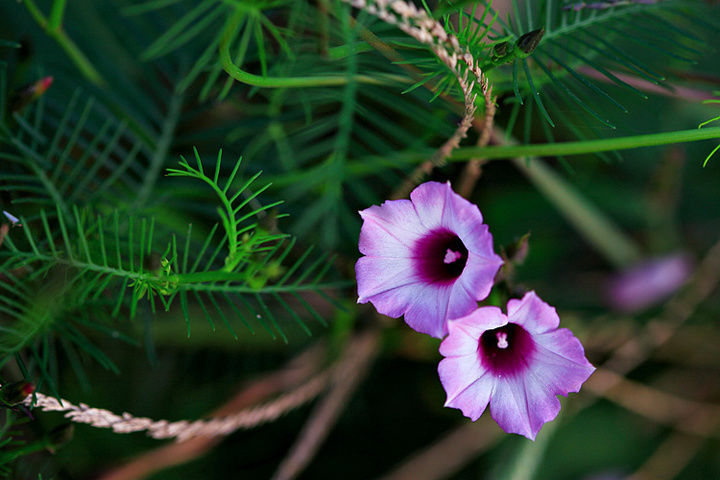 春季播种绿篱植物不妨试试羽叶茑萝花期满园都是小星星