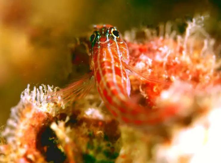 分界洲岛海底的秘密，藏不住了！休闲区蓝鸢梦想 - Www.slyday.coM