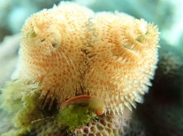 分界洲岛海底的秘密，藏不住了！休闲区蓝鸢梦想 - Www.slyday.coM