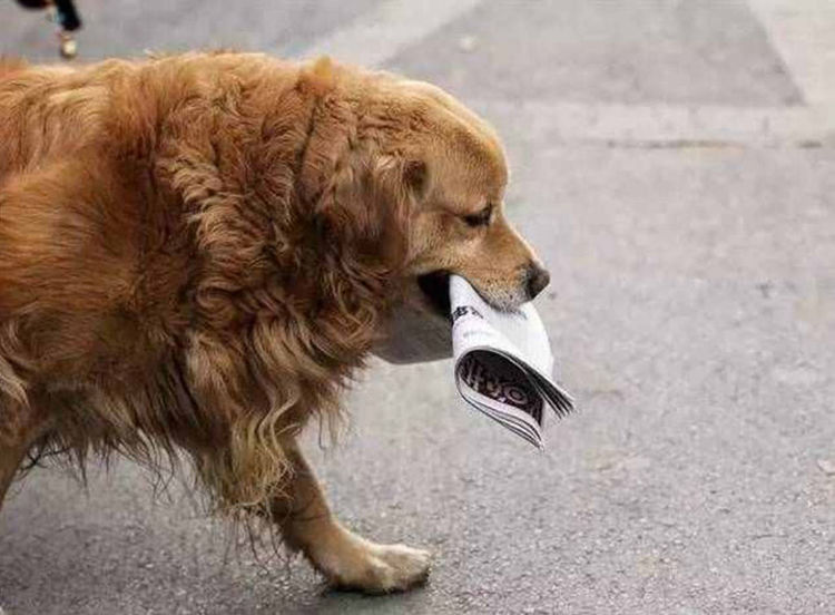 狗狗叼钱横穿马路,历经两年风雨无阻,背后原因让人泪崩|横穿马路|金毛