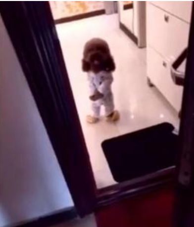 狗狗偏要跟着主人出门，主人用坏前主人来吓狗狗，狗狗反应好心疼休闲区蓝鸢梦想 - Www.slyday.coM