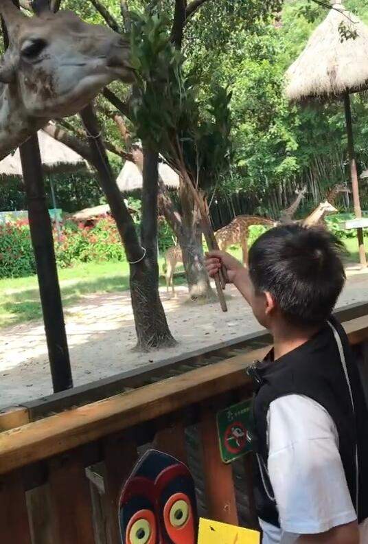 陪张家齐看电影,再陪全红婵逛动物园,网友:森哥再找陈芋汐玩?休闲区蓝鸢梦想 - Www.slyday.coM 陪张家齐看电影,再陪全红婵逛动物园,网友:森哥再找陈芋汐玩?休闲区蓝鸢梦想 - Www.slyday.coM