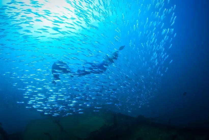 分界洲岛海底的秘密，藏不住了！休闲区蓝鸢梦想 - Www.slyday.coM