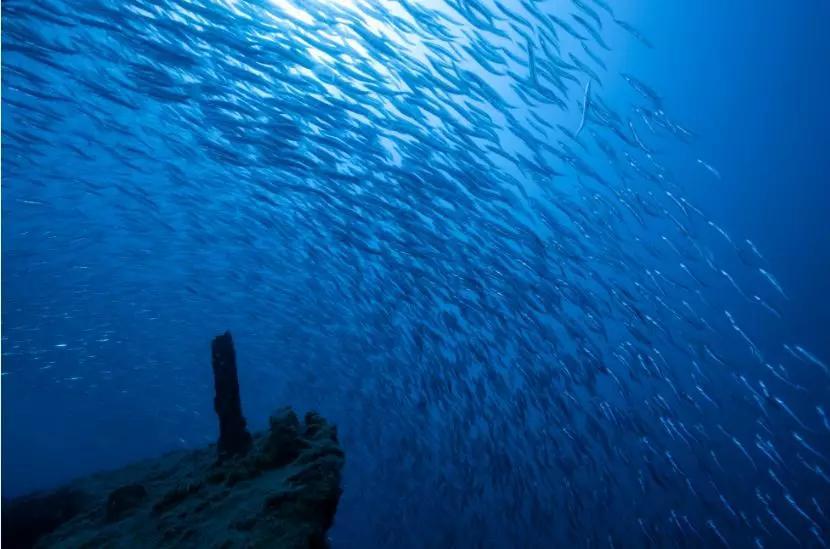 分界洲岛海底的秘密，藏不住了！休闲区蓝鸢梦想 - Www.slyday.coM