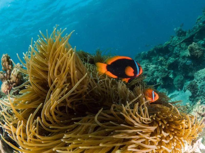 分界洲岛海底的秘密，藏不住了！休闲区蓝鸢梦想 - Www.slyday.coM