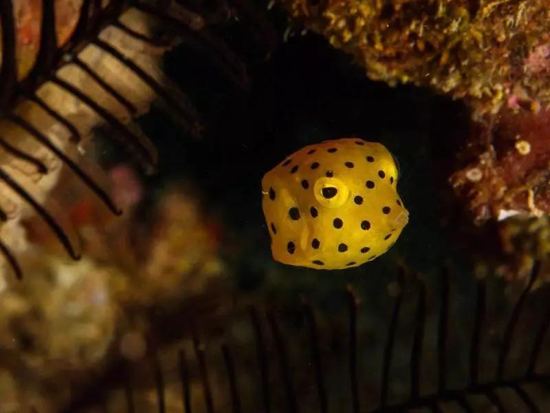 分界洲岛海底的秘密，藏不住了！休闲区蓝鸢梦想 - Www.slyday.coM