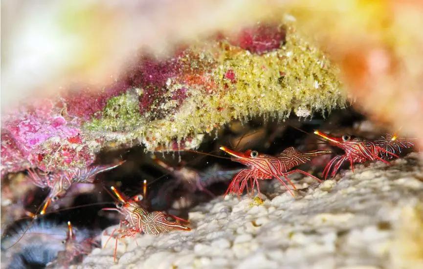 分界洲岛海底的秘密，藏不住了！休闲区蓝鸢梦想 - Www.slyday.coM