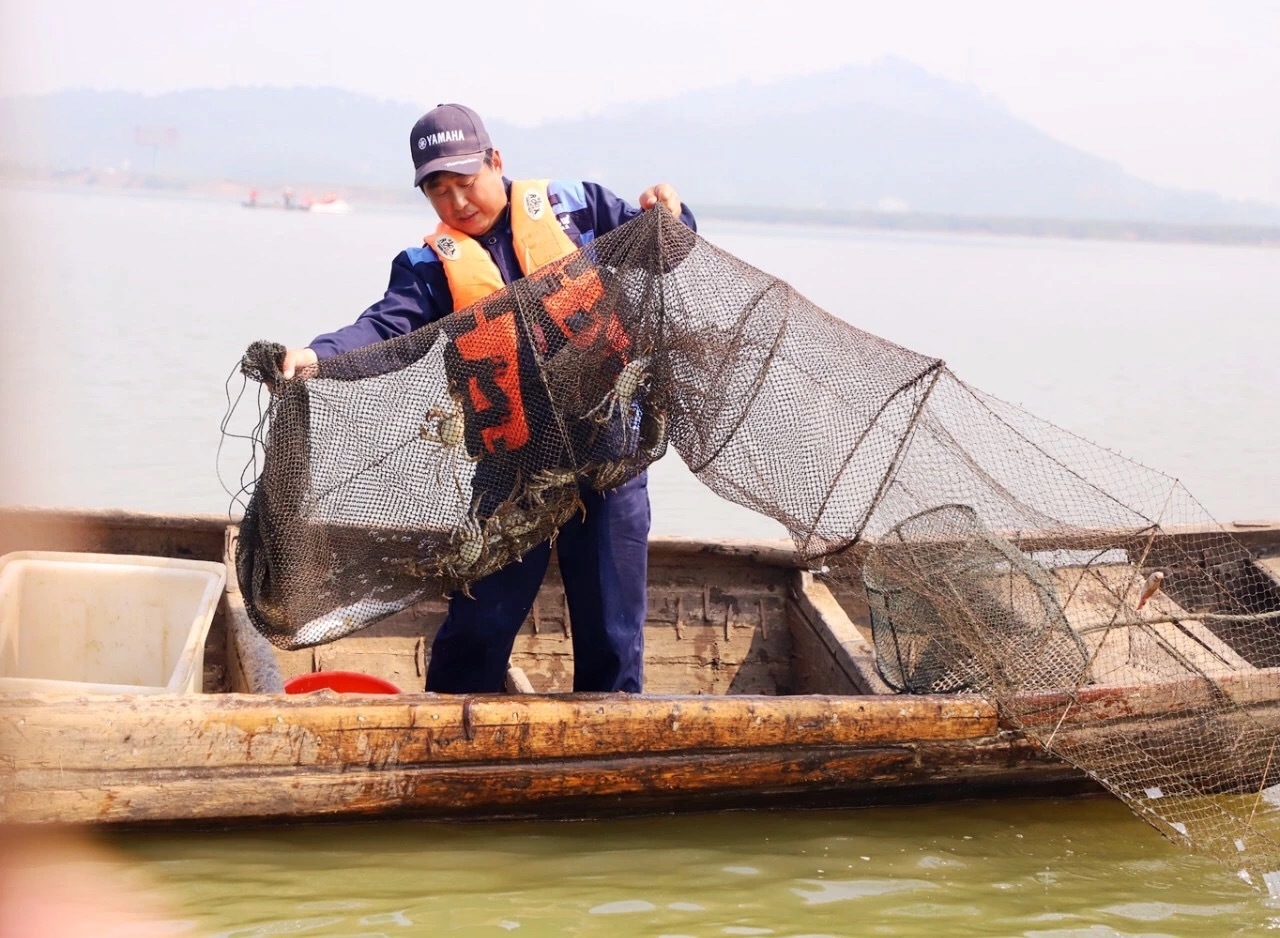 安徽白荡湖大闸蟹喜庆丰收全面上市