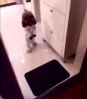 狗狗偏要跟着主人出门，主人用坏前主人来吓狗狗，狗狗反应好心疼休闲区蓝鸢梦想 - Www.slyday.coM