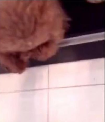 狗狗偏要跟着主人出门，主人用坏前主人来吓狗狗，狗狗反应好心疼休闲区蓝鸢梦想 - Www.slyday.coM