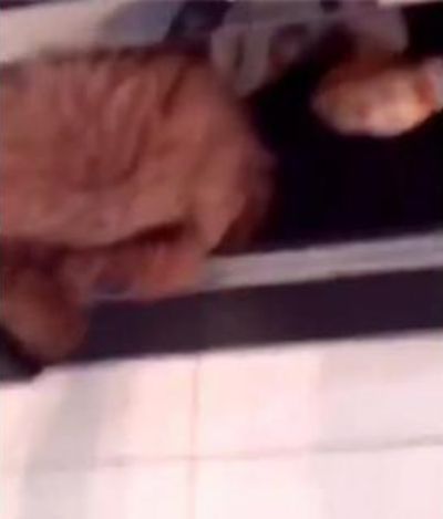 狗狗偏要跟着主人出门，主人用坏前主人来吓狗狗，狗狗反应好心疼休闲区蓝鸢梦想 - Www.slyday.coM