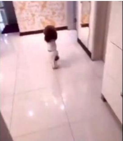 狗狗偏要跟着主人出门，主人用坏前主人来吓狗狗，狗狗反应好心疼休闲区蓝鸢梦想 - Www.slyday.coM