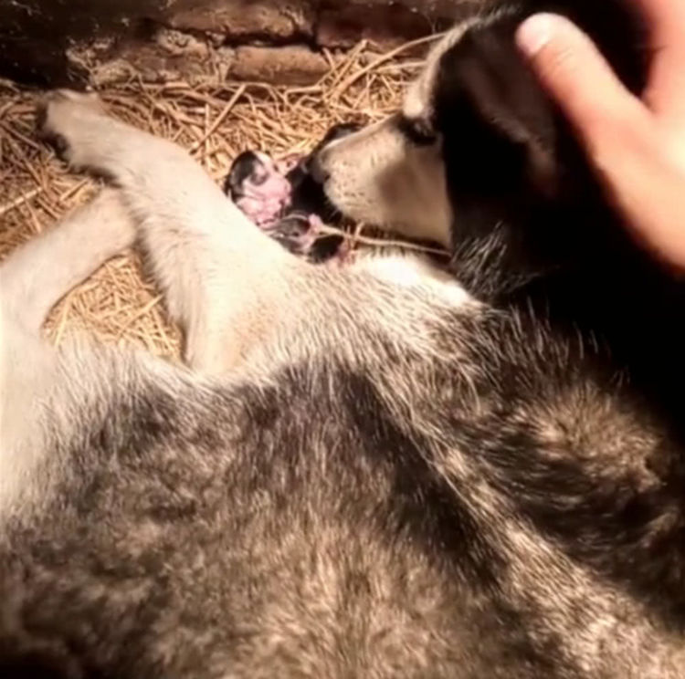 狗狗清早生下一窝宝宝,狗妈妈不停亲吻孩子,希望它们坚强一点!休闲区蓝鸢梦想 - Www.slyday.coM 狗狗清早生下一窝宝宝,狗妈妈不停亲吻孩子,希望它们坚强一点!休闲区蓝鸢梦想 - Www.slyday.coM