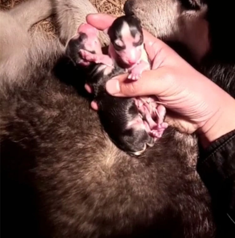 狗狗清早生下一窝宝宝,狗妈妈不停亲吻孩子,希望它们坚强一点!休闲区蓝鸢梦想 - Www.slyday.coM 狗狗清早生下一窝宝宝,狗妈妈不停亲吻孩子,希望它们坚强一点!休闲区蓝鸢梦想 - Www.slyday.coM