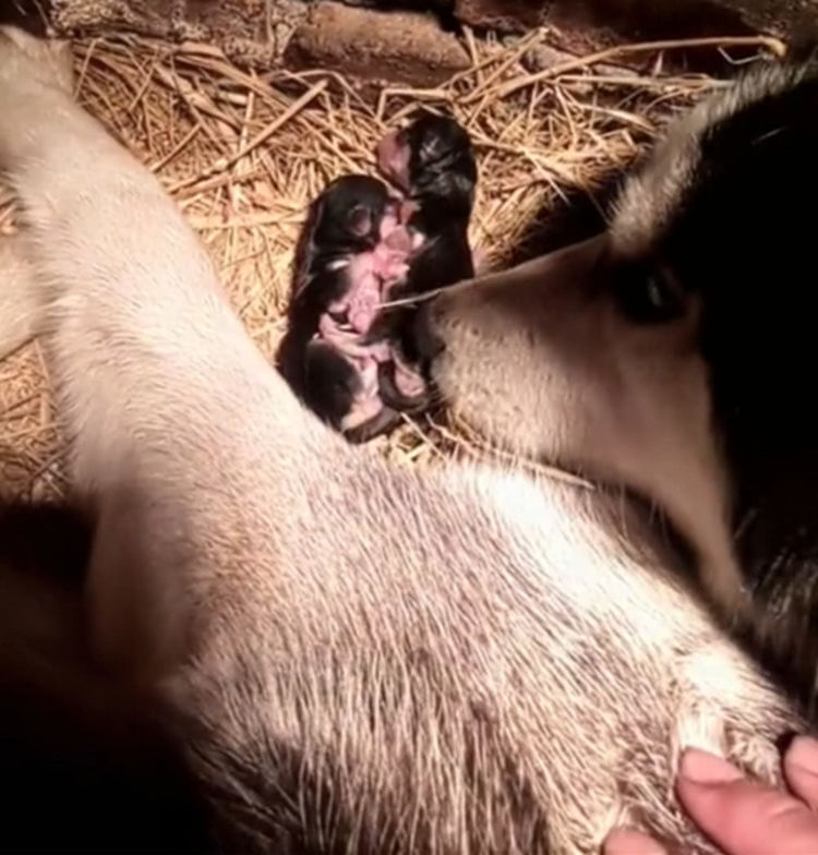 狗狗清早生下一窝宝宝,狗妈妈不停亲吻孩子,希望它们坚强一点!休闲区蓝鸢梦想 - Www.slyday.coM 狗狗清早生下一窝宝宝,狗妈妈不停亲吻孩子,希望它们坚强一点!休闲区蓝鸢梦想 - Www.slyday.coM