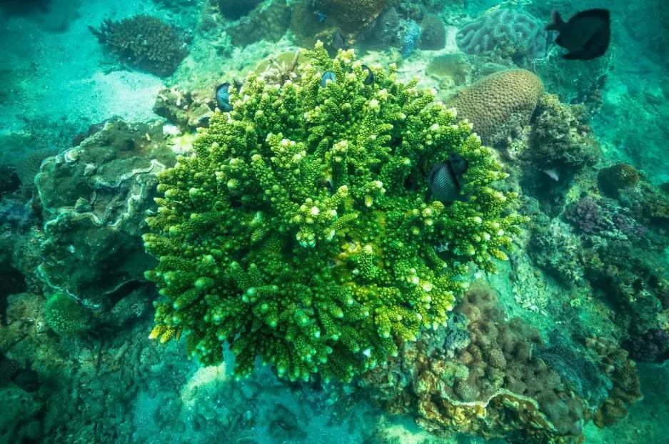 分界洲岛海底的秘密，藏不住了！休闲区蓝鸢梦想 - Www.slyday.coM