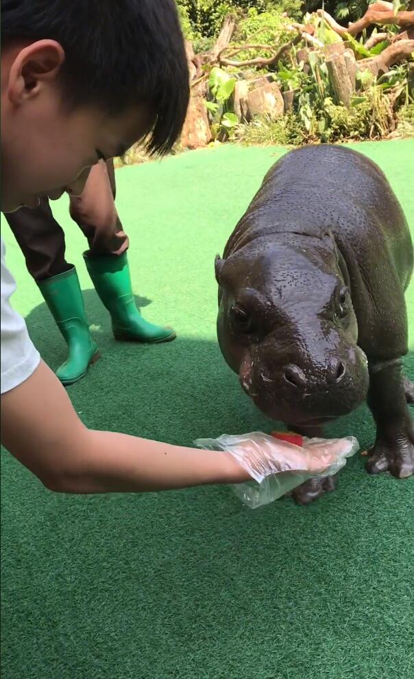 全红婵太开心了！接了广告后又逛动物园，还疑似入住超豪华酒店休闲区蓝鸢梦想 - Www.slyday.coM