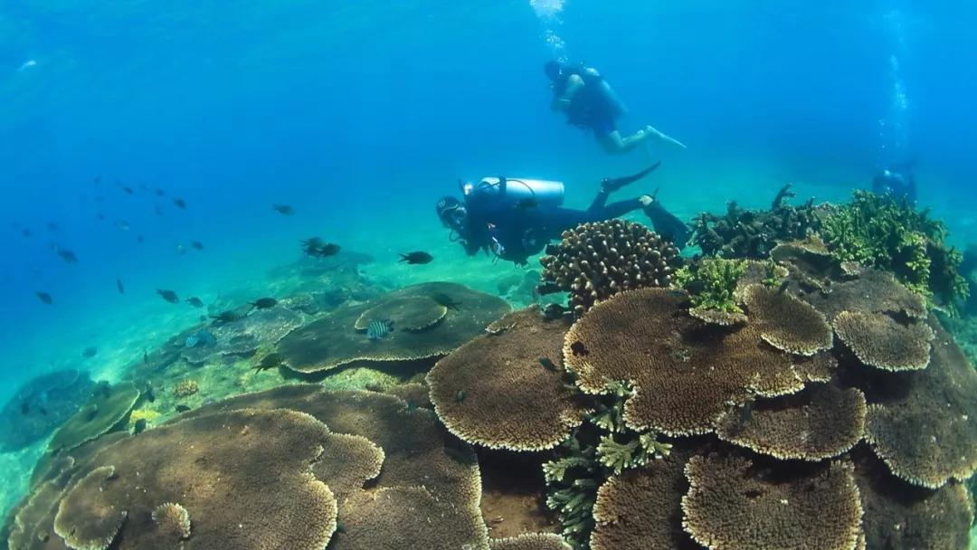 分界洲岛海底的秘密，藏不住了！休闲区蓝鸢梦想 - Www.slyday.coM