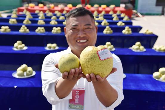 砀山:梨王大赛出选"酥梨王"|合作社_新浪新闻