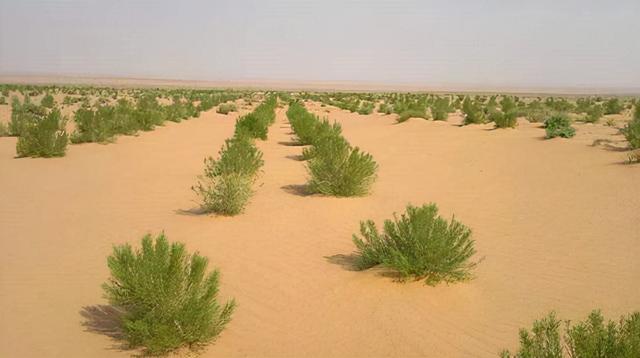 "蚂蚁森林"是骗局?一则调查报告出炉,原来我们都错怪马云了