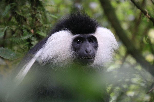 这是在卢旺达西南部的纽恩威国家公园拍摄的安哥拉疣猴,这里大约