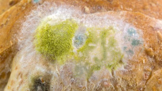 黄曲霉菌群的一种,当食物感染该毒素后,会出现明显的黄色或者是黄绿色