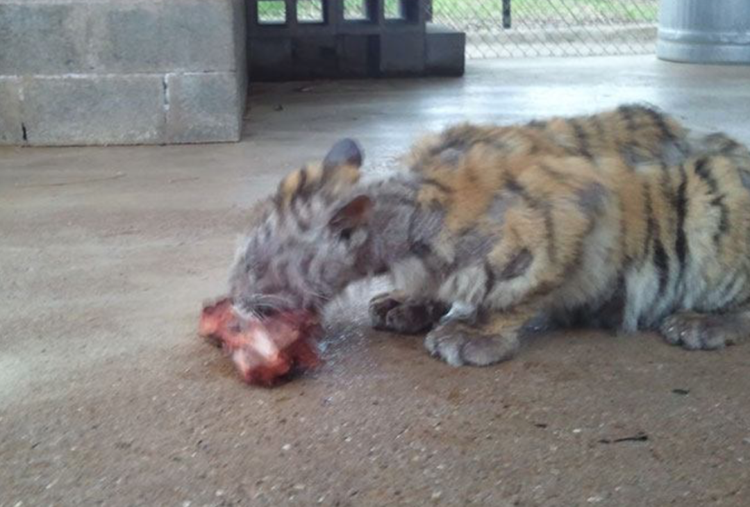 被灌药 扒衣 她自杀24小时后 全世界都哭了 手机新浪网 被灌药 扒衣 她自杀24小时后 全世界都哭了 手机新浪网