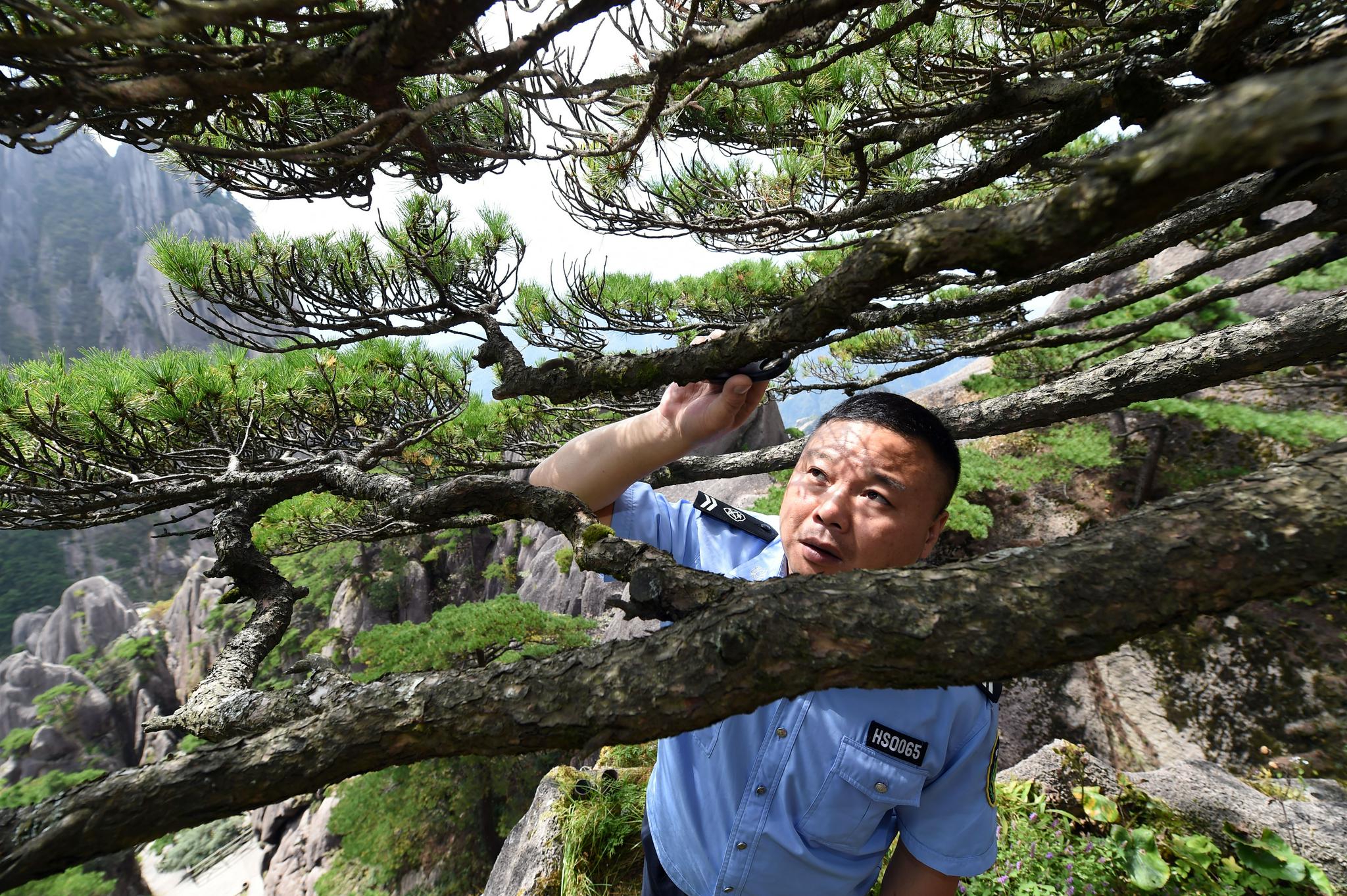 迎客松守松人与松为伴11载