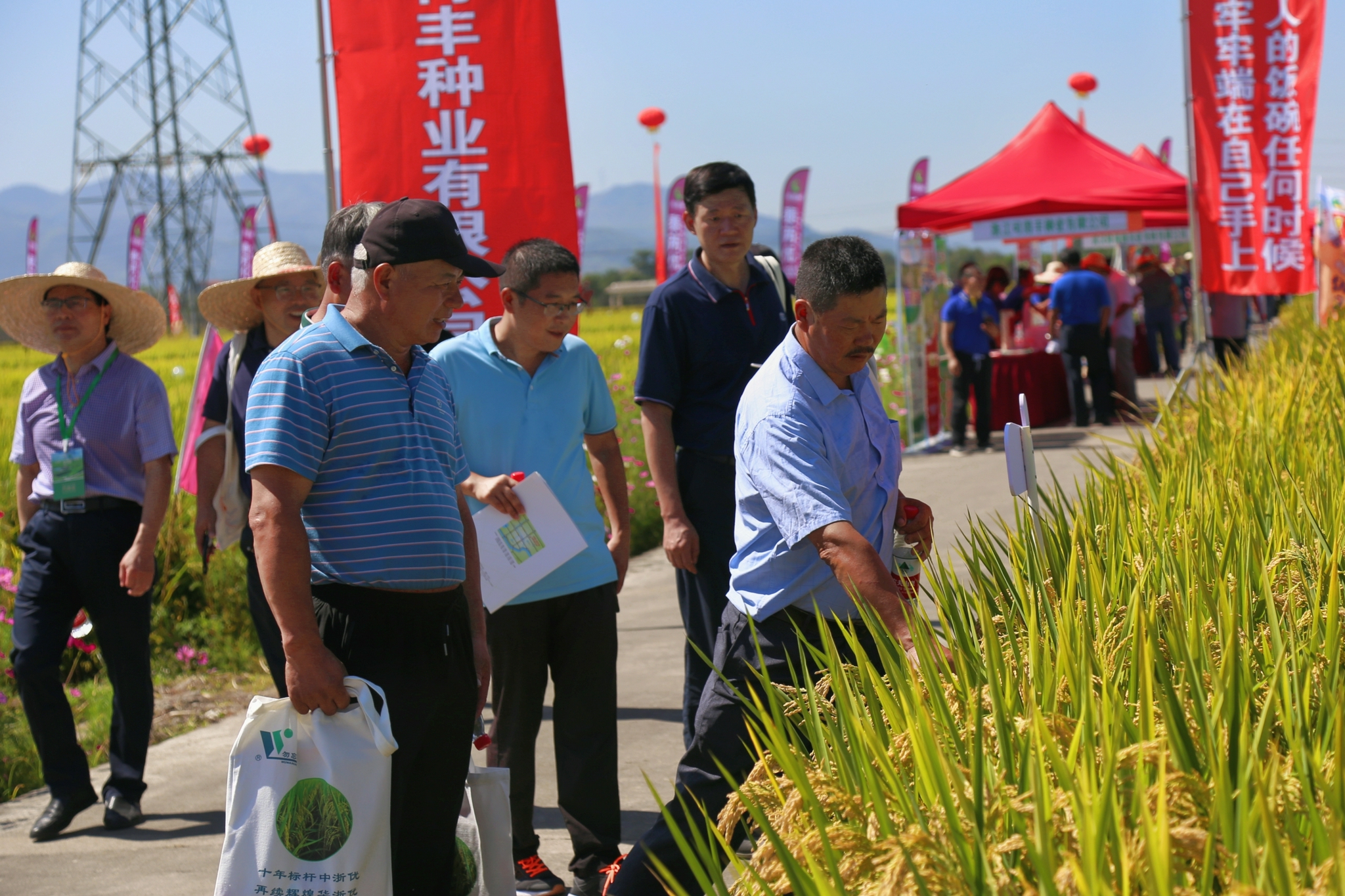 浙江省已经筛选出嘉丰优2号,中浙优8号,甬优1540,甬优7850,甬优15