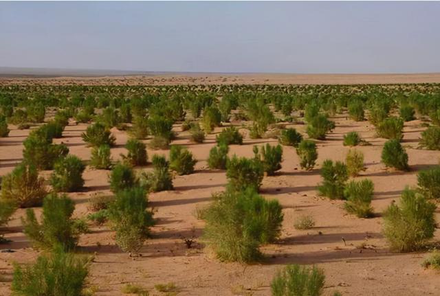 "蚂蚁森林"是骗局?一则调查报告出炉,原来我们都错怪马云了