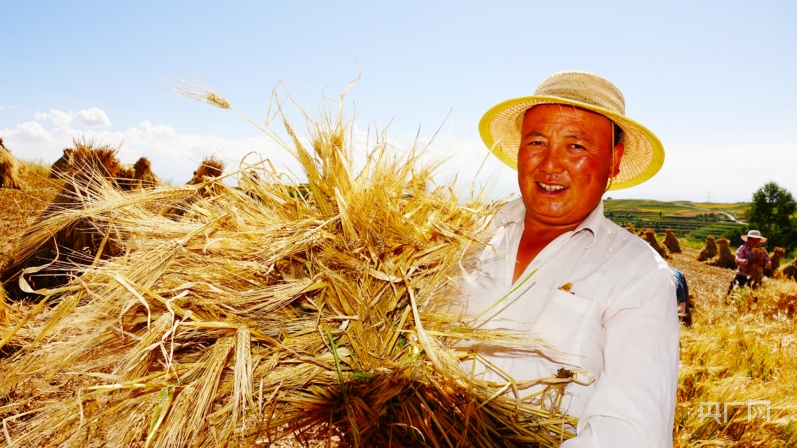 丰收节里话振兴青海打造有机农畜产品输出地