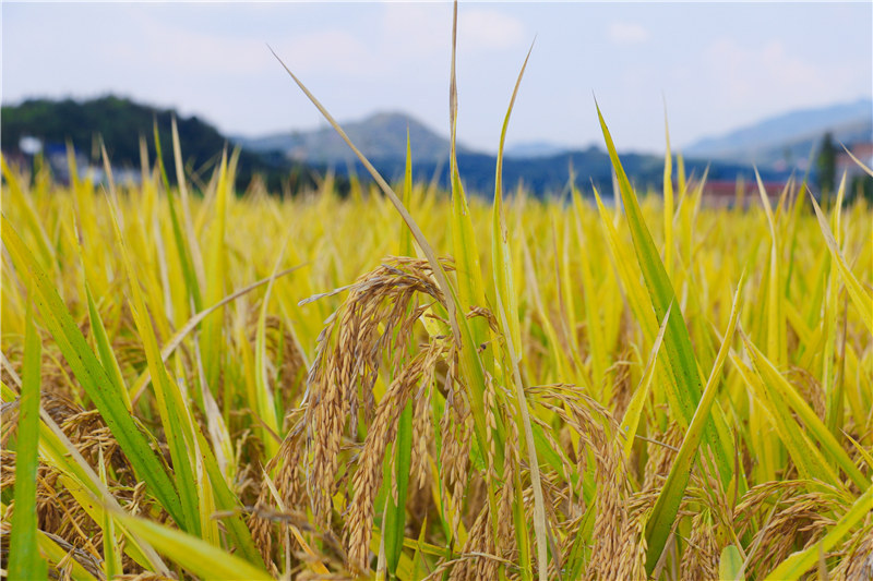 又到稻谷丰收时遍地金黄收割忙