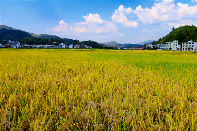 又到稻谷丰收时遍地金黄收割忙