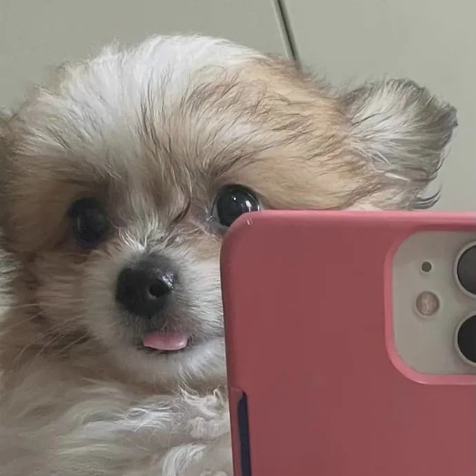 来学小狗勾对镜自拍!可恶,又被它装到了!|狗_新浪新闻