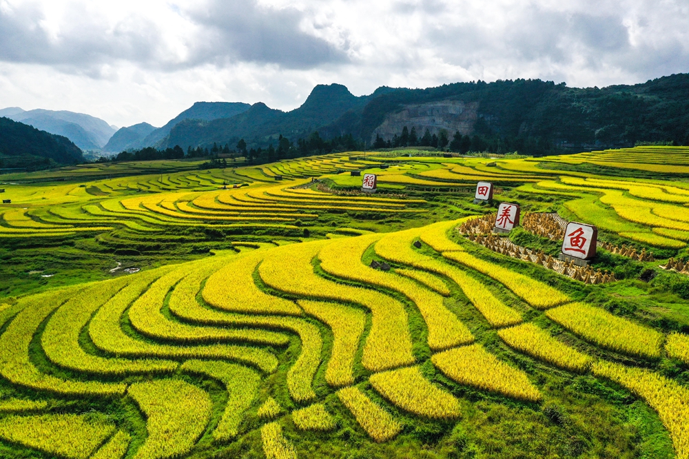 田野镀金水稻熟,丰收景象美如画|贵州省|水稻_新浪新闻